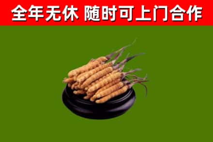 天元区回收冬虫夏草